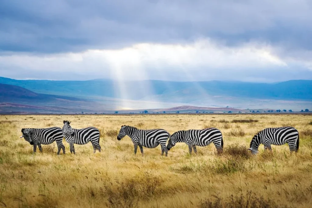 Tanzania: A Safari Wonderland